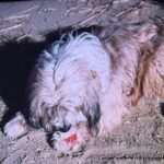 Jack nurses his paw with fake blood on it. The Raccoon episode of Little House on the Prairie.