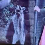 A racoon on a leash - Jasper from the Raccoon episode of Little House on the Prairie