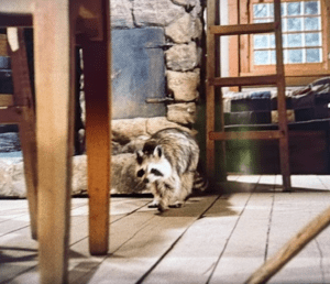 Large Raccoon walking across the floor in the Little House on the Prairie Episode called "The Raccoon."