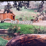 Little House on the Prairie:  The Racoon or The Raccoon