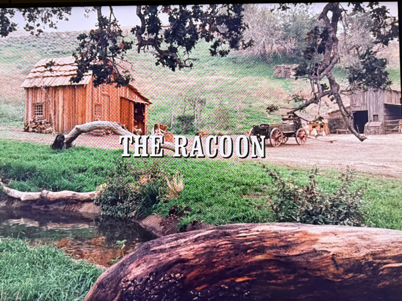 Little House on the Prairie:  The Racoon or The Raccoon